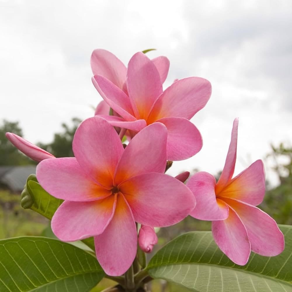 Pink Champa (પિંક ચંપા)